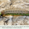 pseudochazara daghestana chonkatau final larval instar 1